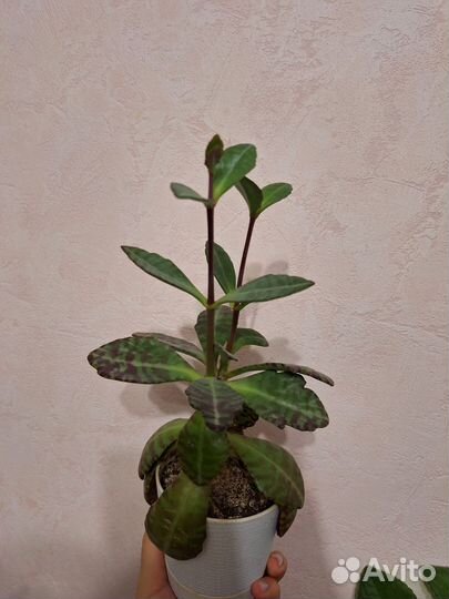 Каланхое зебра