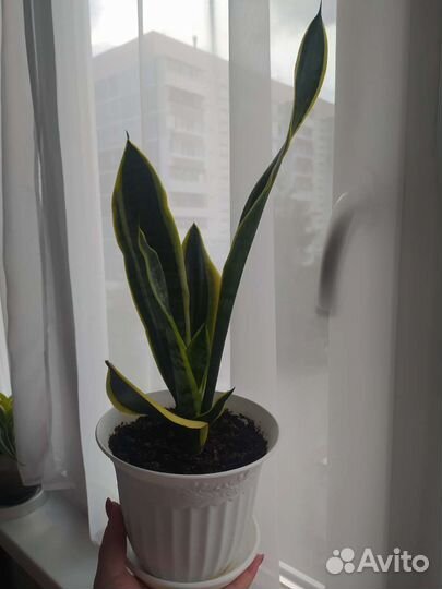 Сансевиерия