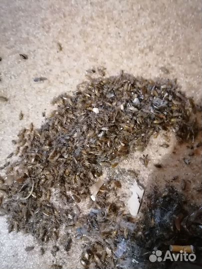 Дезинфекция Уничтожение обработка тараканов клопов