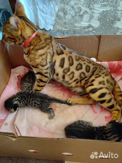 Бенгальская