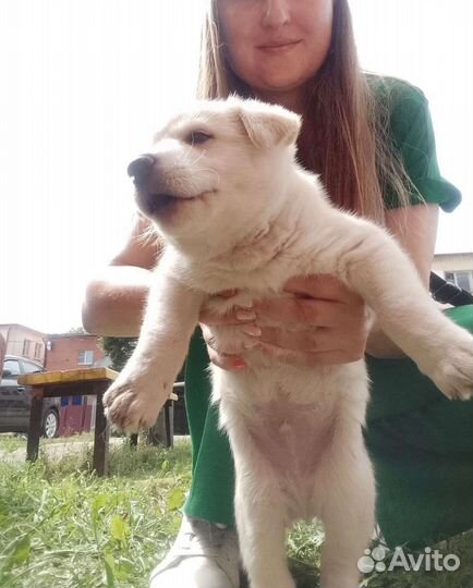 Щенки в добрые руки