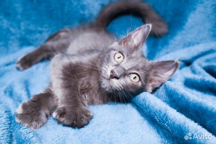 Котенок мальчик ищет дом