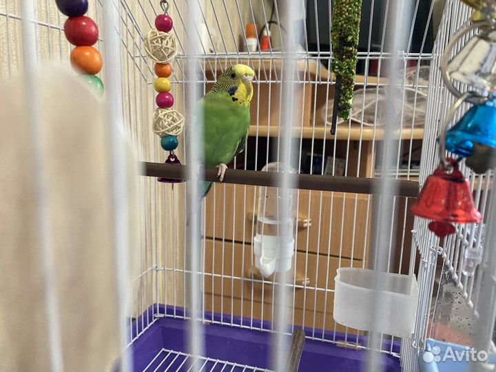 Волнистый попугай с клеткой