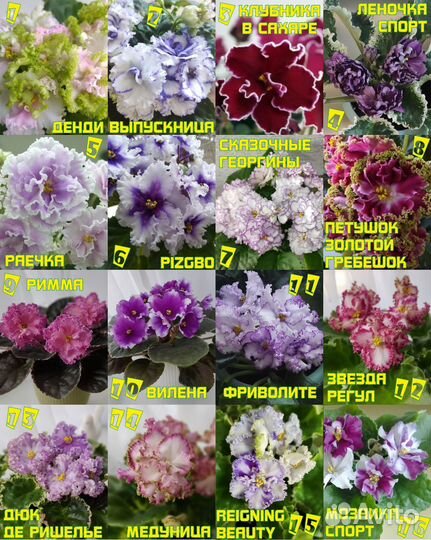 Сортовые фиалки