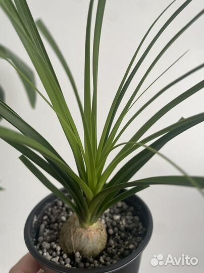 Пальма нолина