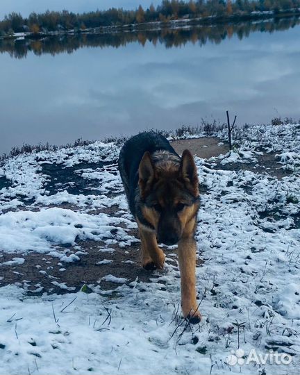 Щенок немецкой овчарки