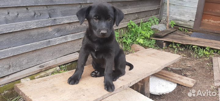 Щенки лабрадора