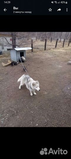 Лайка