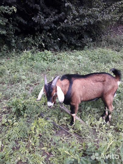 Вязка. Козел нубийский