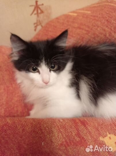 Котёнок мальчик ищет добрые ручки