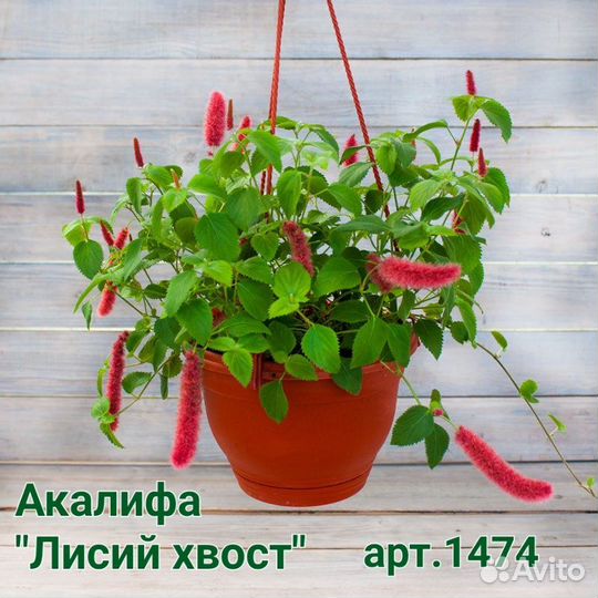 Акалифа (лисий хвост)