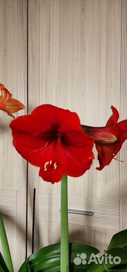 Гиппеаструм, сорт Львиный Зев