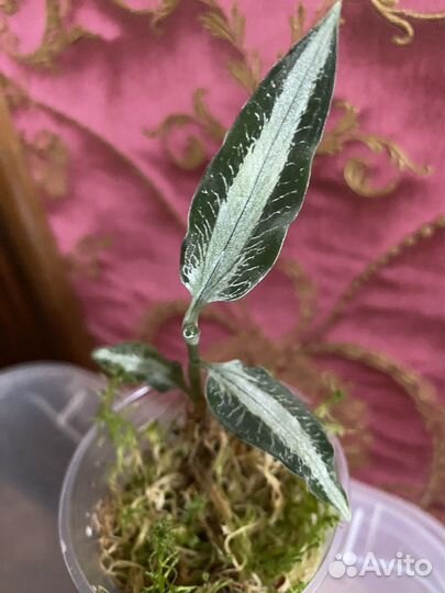 Орхидеи разные,больше растений в профиле