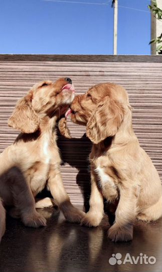 Кокер спаниель