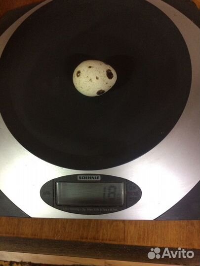 Продаю перепелов