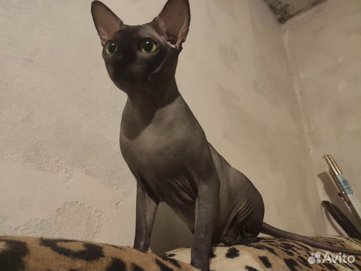 Канадский сфинкс