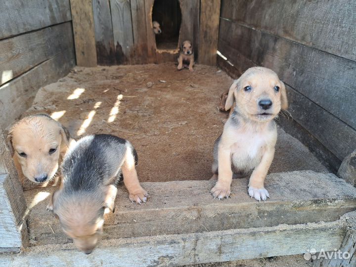 Щенки русской гончей