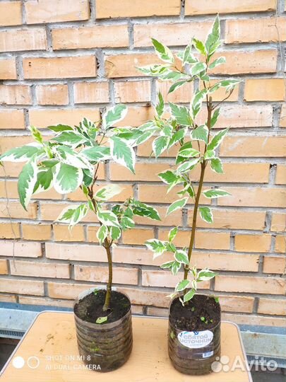 Дерен элегантиссима и пузыреплодники