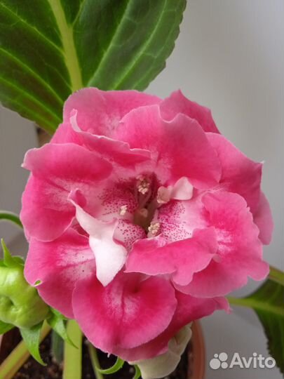 Листья глоксиний на срез