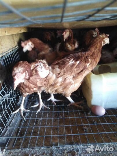 Куры несушки