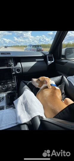 Автокресло для собак