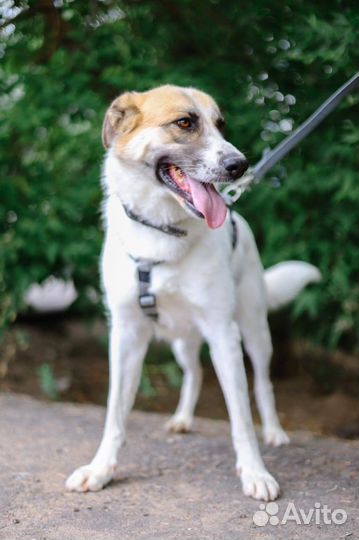 Приходи в приют за другом