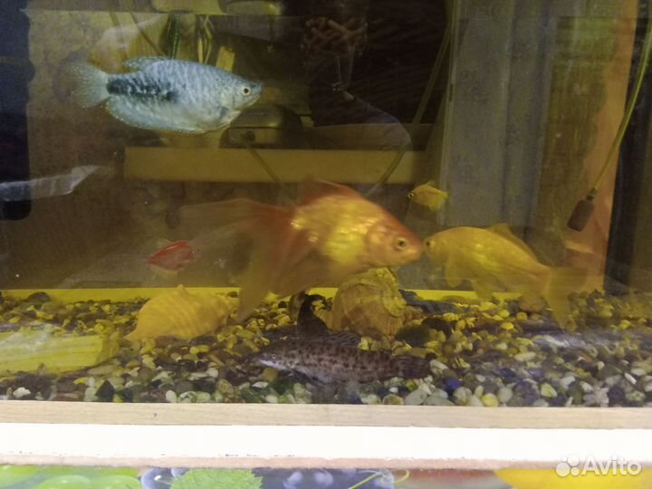 Аквариум с рыбками