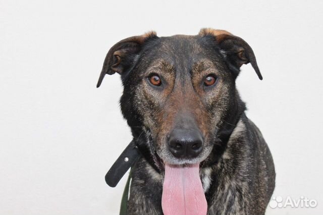 Супер пес в добрые руки