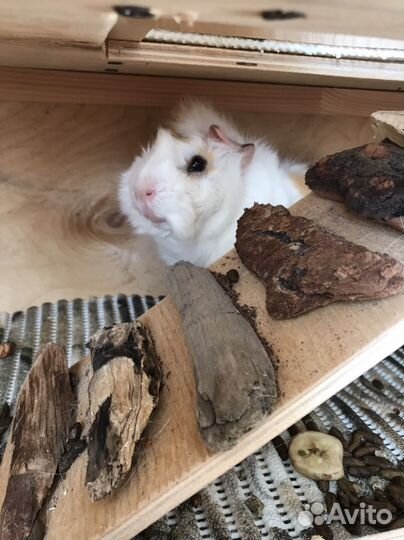 Морская свинка с домом