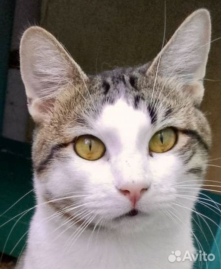 Лучший котик в дар