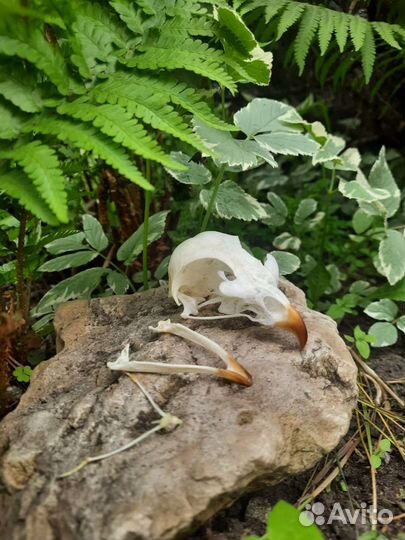 Череп птицы