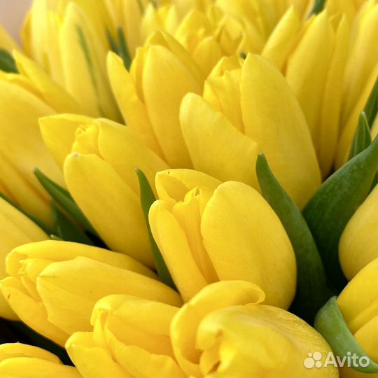 Букет желтых тюльпанов 101 шт. к 8 марта в Москве