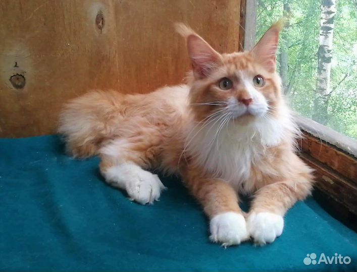 Котёнок мейн-кун мальчик