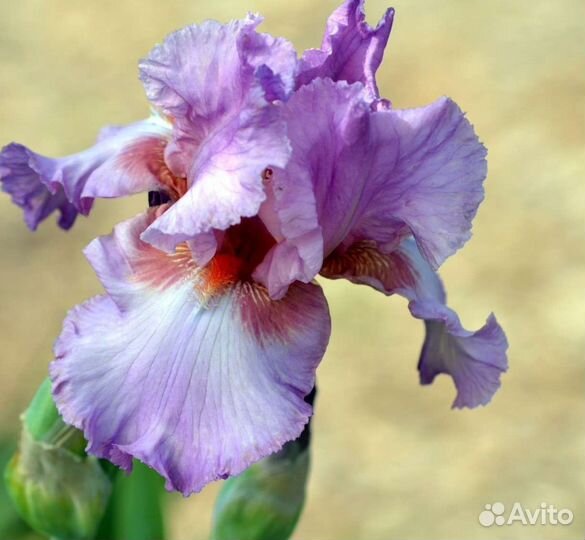 Ирисы бородатые