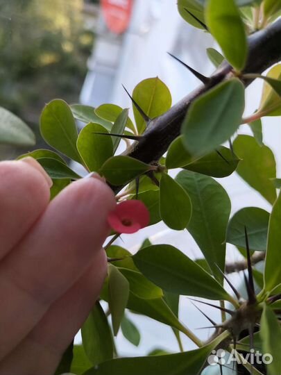 Хойи сортовые