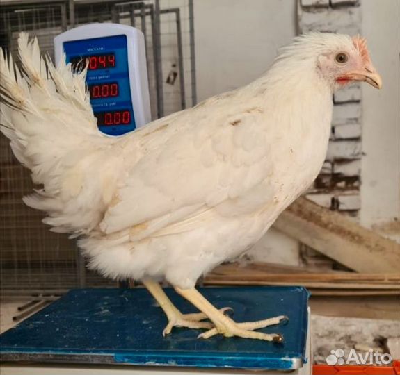 Куры молодки несушки