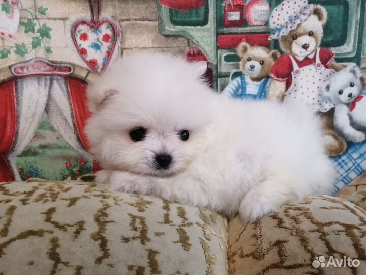 Померанский шпиц мини