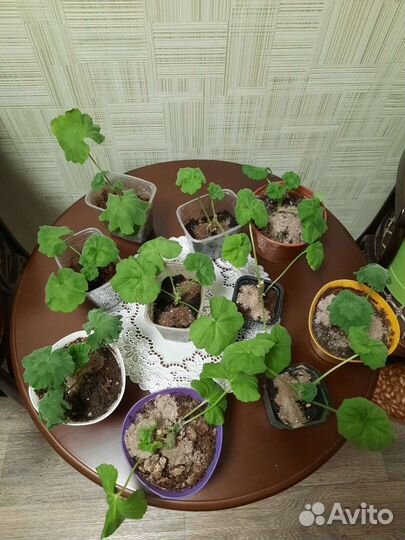 Пеларгония