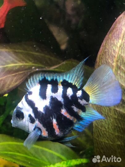 Сапфировые попугаи