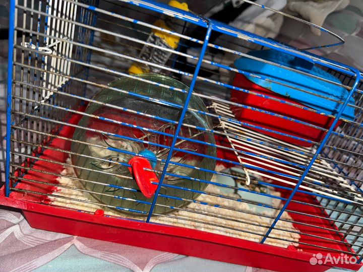 Хомяк сирийский