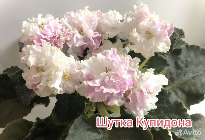 Детки сортовых фиалок