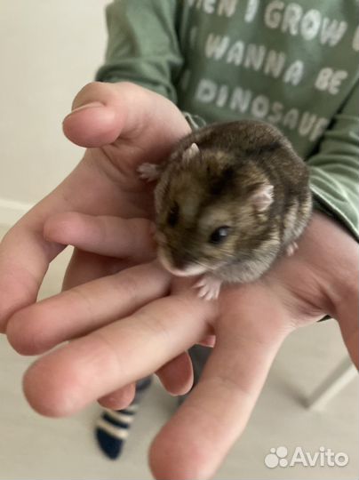 Джунгарский хомяк с клеткой