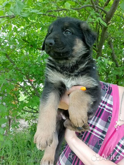 Щенки от немецких овчарок