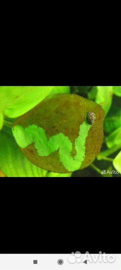 Теодоксус улитка