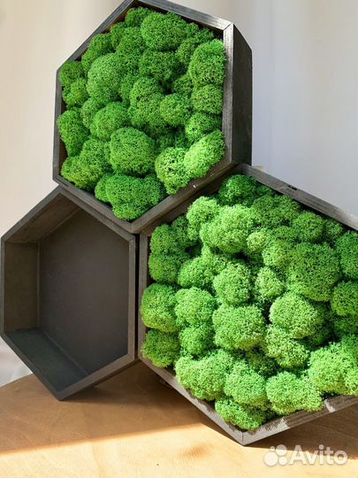 Мох стабилизированный