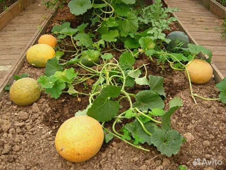 Дыня, арбуз семена