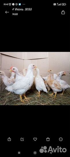 Молодые петушки