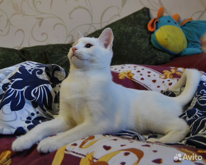 Котика отдам (возраст 10 мес.)