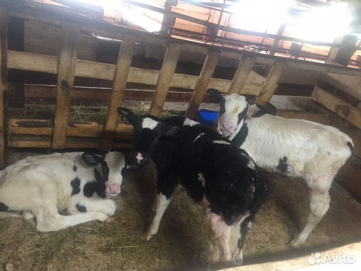 Бычки и телка