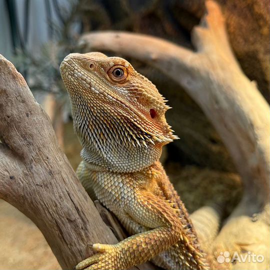 Товары для рептилий